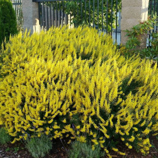 Żarnowiec czerniejący Cyni Cytisus nigricans 2