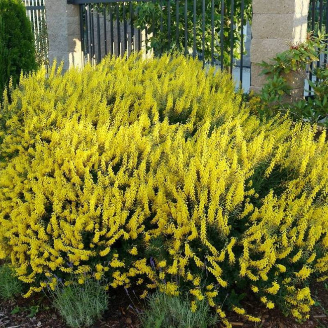 Żarnowiec czerniejący Cytisus nigricans Cyni