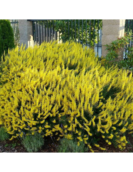 Żarnowiec czerniejący Cytisus nigricans Cyni