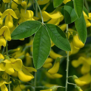 Złotokap pospolity Laburnum anagyrdoides 2