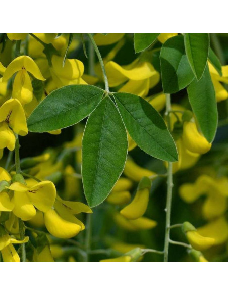 Złotokap pospolity Laburnum anagyrdoides