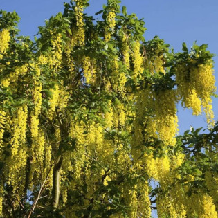 Złotokap pospolity Laburnum anagyrdoides