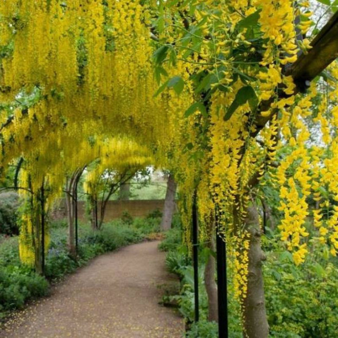 Laburnum anagyrdoides Złotokap pospolity