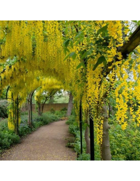 Laburnum anagyrdoides Złotokap pospolity
