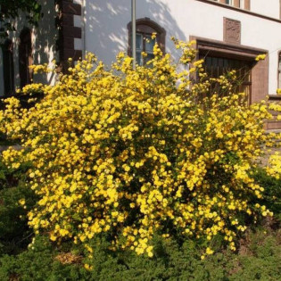 Złotlin japoński Pleniflora Kerria japonica