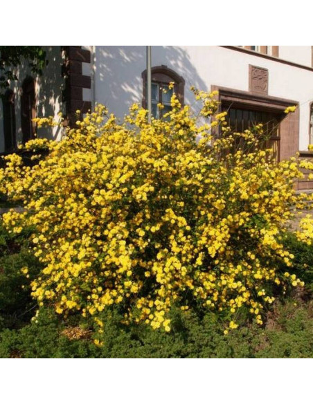 Złotlin japoński Pleniflora Kerria japonica