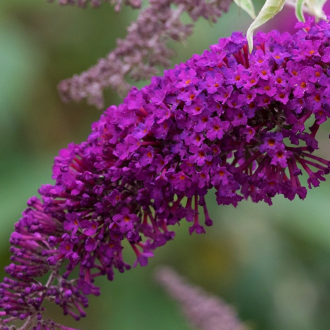 Budleja Davida Nanho Purple Buddleja davidii