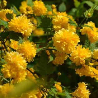 Złotlin japoński Pleniflora Kerria japonica 2