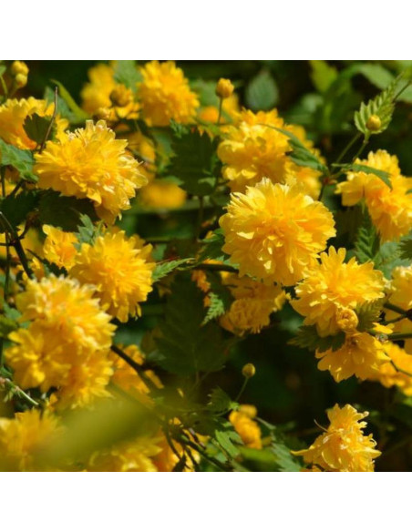 Kerria japonica Złotlin japoński Pleniflora