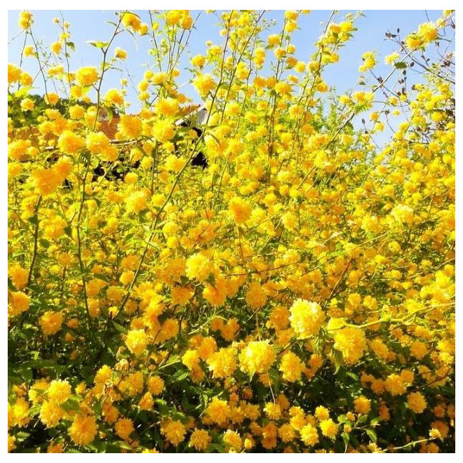 Pleniflora Kerria japonica Złotlin japoński