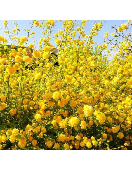 Pleniflora Kerria japonica Złotlin japoński
