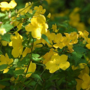 Złotlin japoński Golden Guinea Kerria japonica 2