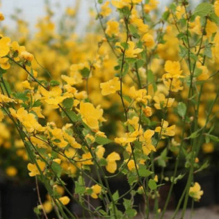 Złotlin japoński Golden Guinea Kerria japonica