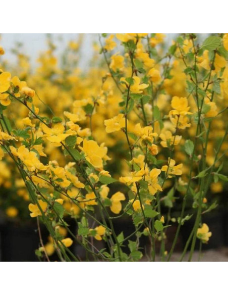 Złotlin japoński Golden Guinea Kerria japonica