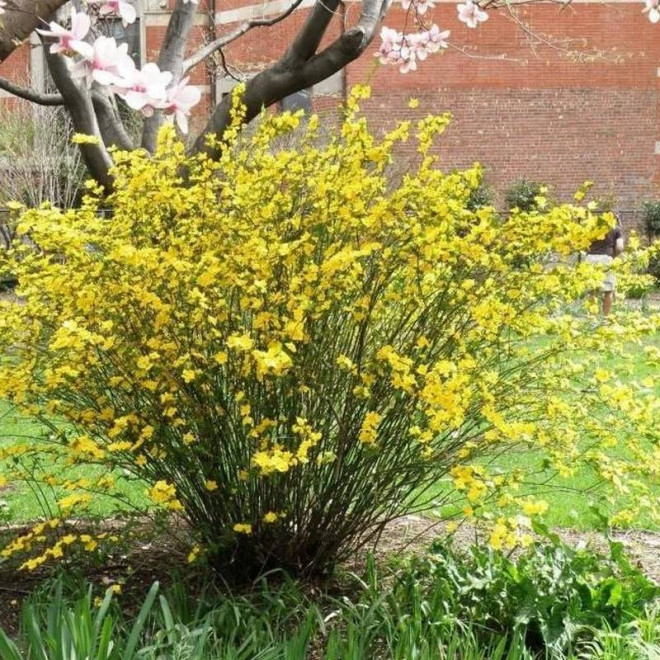 Golden Guinea Kerria japonica Złotlin japoński