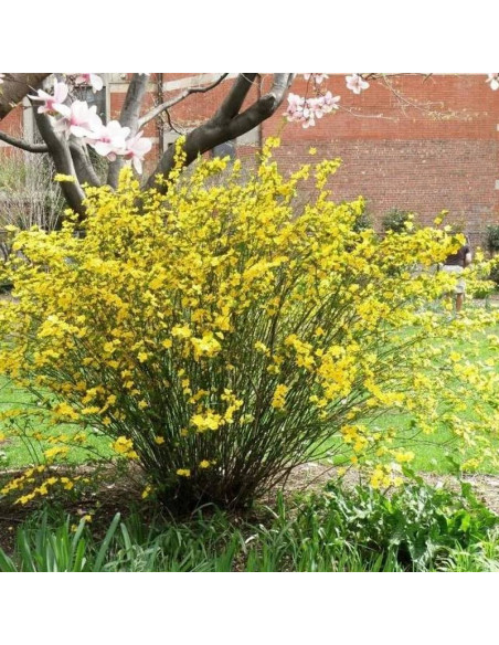 Golden Guinea Kerria japonica Złotlin japoński