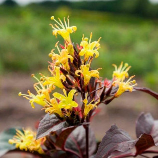 Zadrzewnia okazała Diva Diervilla splendens