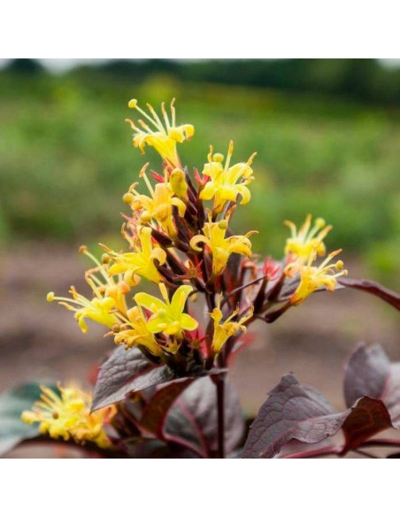 Zadrzewnia okazała Diva Diervilla splendens