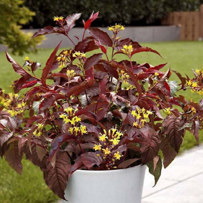 Diva Diervilla splendens Zadrzewnia okazała