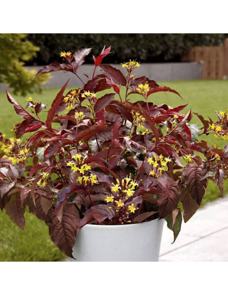 Diva Diervilla splendens Zadrzewnia okazała