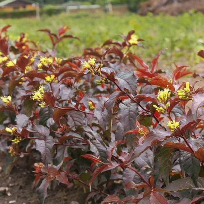 Diervilla splendens Zadrzewnia okazała Diva