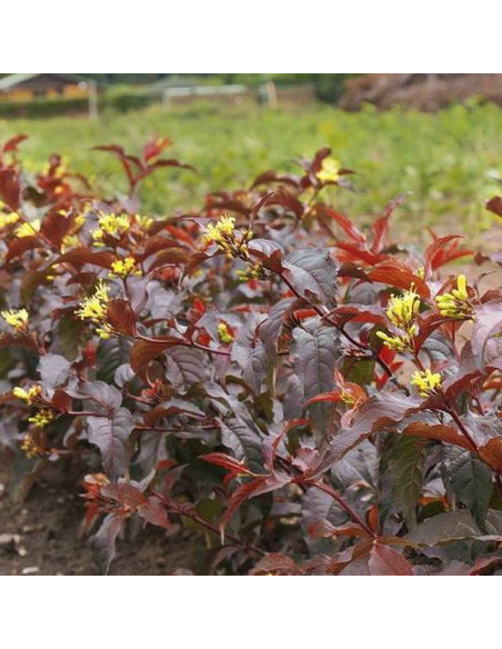 Diervilla splendens Zadrzewnia okazała Diva