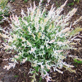 Wierzba całolistna Hakuro Nishiki Salix integra KRZEW