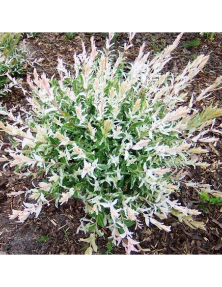 Wierzba całolistna Hakuro Nishiki Salix integra KRZEW