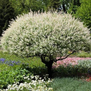 Wierzba całolistna Hakuro Nishiki Salix integra KRZEW 2