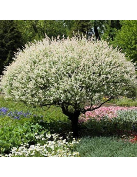 Hakuro Nishiki Salix integra KRZEW Wierzba całolistna