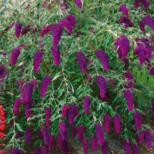Budleja Davida Nanho Purple Buddleja davidii 2
