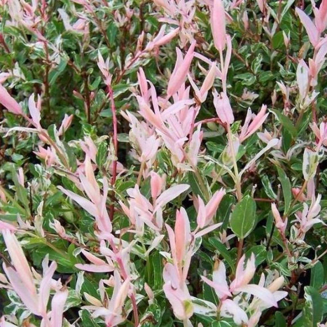 Salix integra Wierzba całolistna Hakuro Nishiki KRZEW