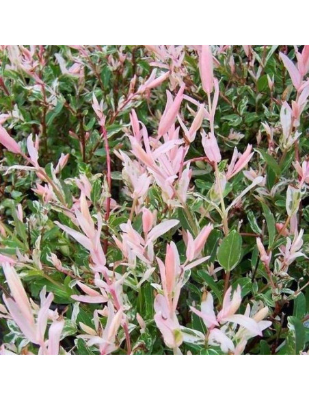 Salix integra Wierzba całolistna Hakuro Nishiki KRZEW