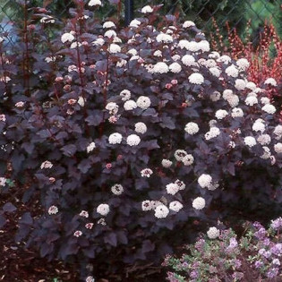 Red Baron Pęcherznica kalinolistna Physocarpus opulifolius 2