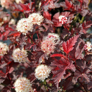 Red Baron Pęcherznica kalinolistna Physocarpus opulifolius