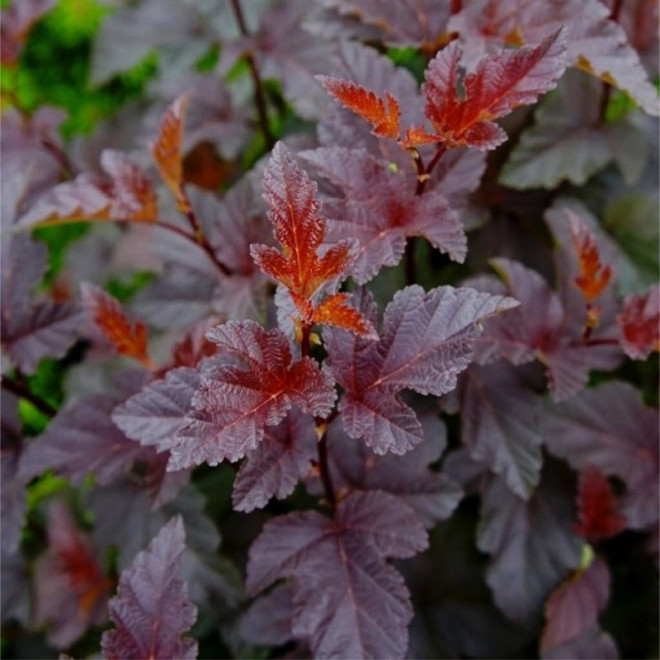 Red Baron Physocarpus opulifolius Pęcherznica kalinolistna