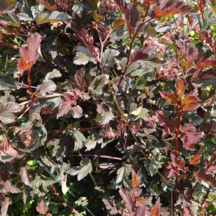 Physocarpus opulifolius Pęcherznica kalinolistna Summer Wine PBR 2