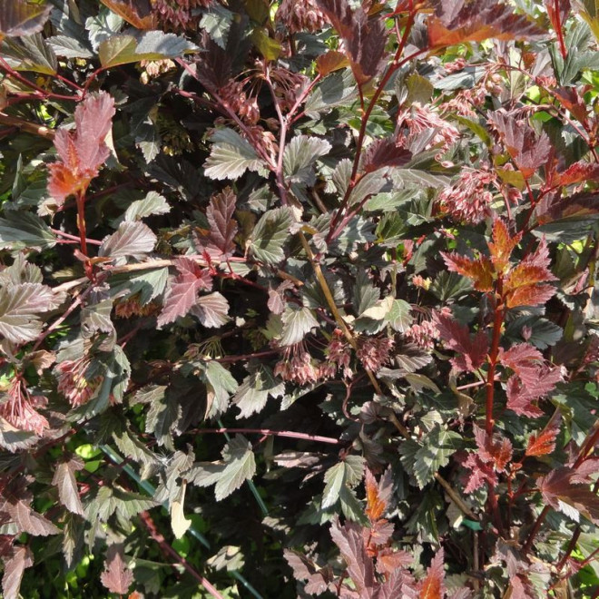 Summer Wine PBR Pęcherznica kalinolistna Physocarpus opulifolius