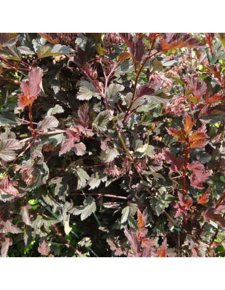 Summer Wine PBR Pęcherznica kalinolistna Physocarpus opulifolius