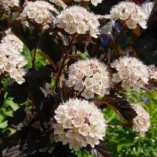 Physocarpus opulifolius Pęcherznica kalinolistna Summer Wine PBR
