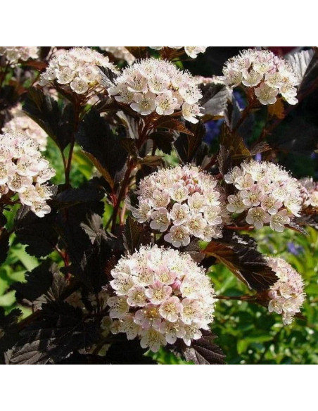 Physocarpus opulifolius Pęcherznica kalinolistna Summer Wine PBR