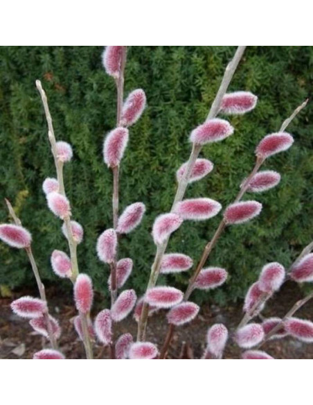 Wierzba smukłoszyjkowa Mt Aso Salix gracilistyla