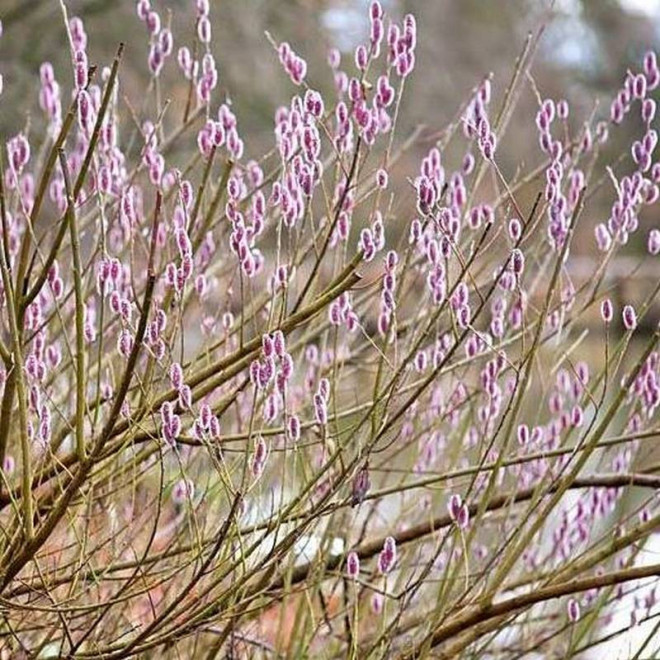 a Mt Aso Salix gracilistyla Wierzba smukłoszyjkow