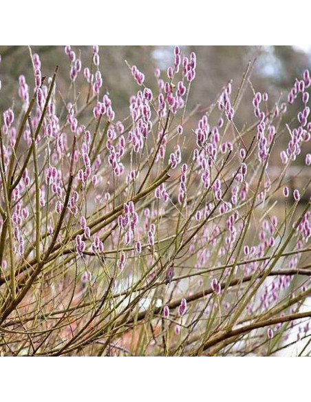 a Mt Aso Salix gracilistyla Wierzba smukłoszyjkow