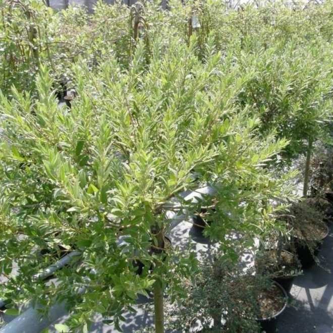 Salix gracilistyla Wierzba smukłoszyjkowa Mt Aso