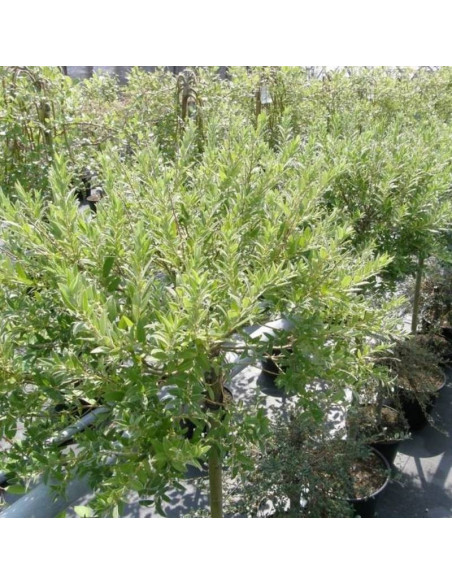 Salix gracilistyla Wierzba smukłoszyjkowa Mt Aso