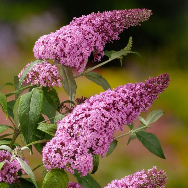 Budleja Davida Pink Delight Buddleja davidii