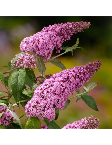 Budleja Davida Pink Delight Buddleja davidii