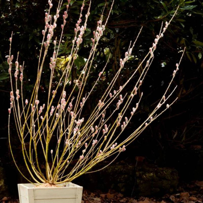 Wierzba smukłoszyjkowa Salix gracilistyla Mt Aso