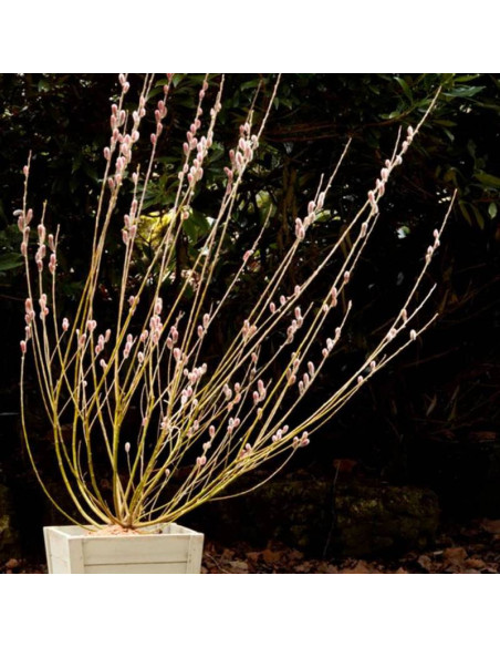 Wierzba smukłoszyjkowa Salix gracilistyla Mt Aso